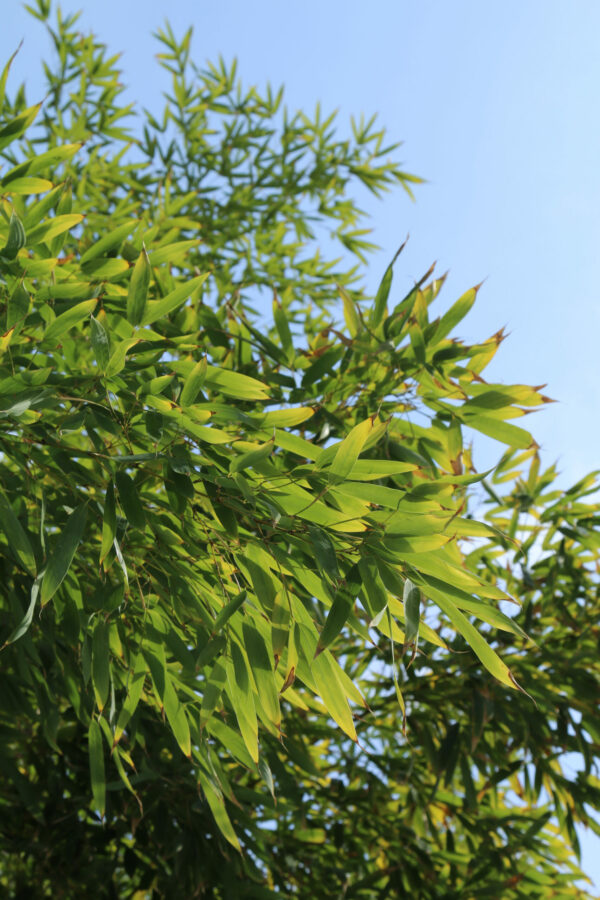 Bamboo Phyllostachys viridiglaucescens