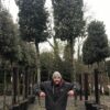Laurus Nobilis / Bay Laurel Standard Tree - Cylindrical Head - 90L 16-18cm girth, 3-4m height