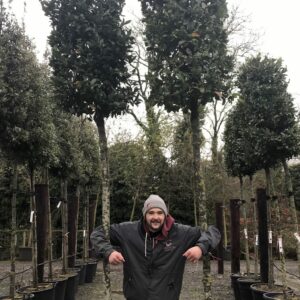 Laurus Nobilis / Bay Laurel Standard Tree - Cylindrical Head