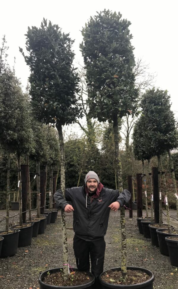 Laurus Nobilis / Bay Laurel Standard Tree - Cylindrical Head