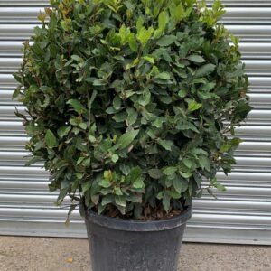 Laurus nobilis / Bay  Balls