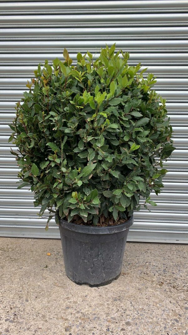Laurus nobilis / Bay  Balls