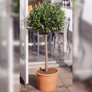 Laurus nobilis / Bay Laurel 1/4 Standard