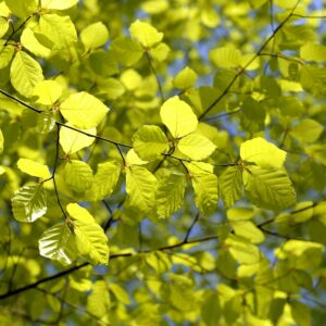 Fagus sylvatica / Beech Trees