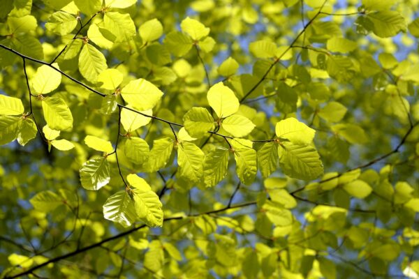 Fagus sylvatica / Beech Trees