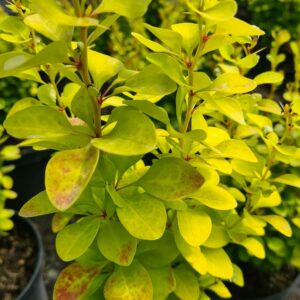Berberis thunb. Golden Rocket