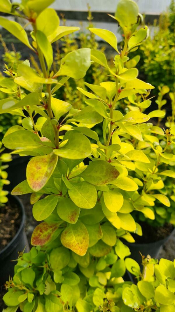Berberis thunb. Golden Rocket