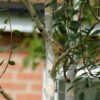 Betula Jacquemontii / Himalayan Birch - 10-12cm girth, 3-3.5m tall, Rootballed