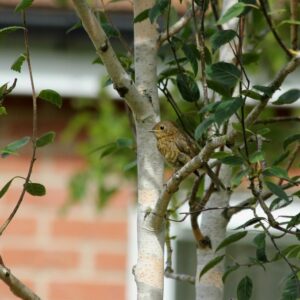 Betula Jacquemontii / Himalayan Birch
