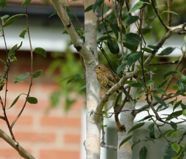 Betula Jacquemontii / Himalayan Birch