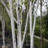 Betula Jacquemontii Multi-Stemmed - 200-250cm Multi-Stem, Rootballed