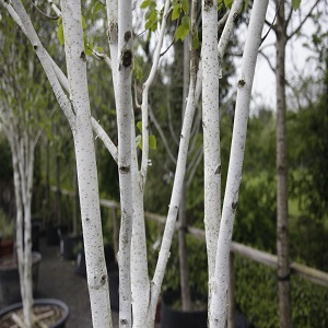 Betula Jacquemontii Multi-Stemmed