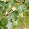 Betula pubescens / Downy Birch - 18-20cm girth, 3.5-4m tall, Standard, Rootballed