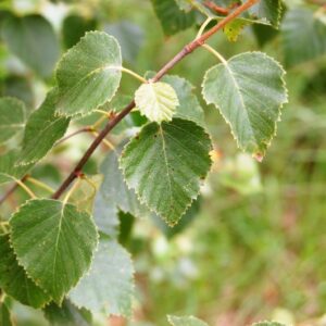 Betula pubescens / Downy Birch