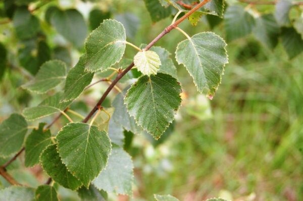 Betula pubescens / Downy Birch