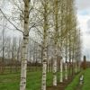 Betula Zwisters Glory - 18-20cm girth, 4-5m tall, Rootballed