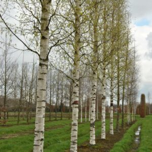 Betula Zwisters Glory