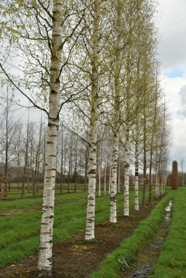 Betula Zwisters Glory