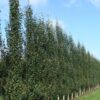 Betula Fastigiata Joes - 230L 30-35cm girth, 6-8m tall, Feathered