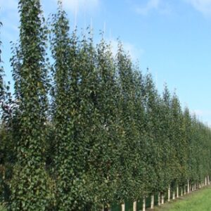 Betula Fastigiata Joes
