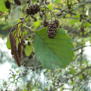 Alnus glutinosa / Black Alder