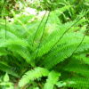 Blechnum spicant - 2L