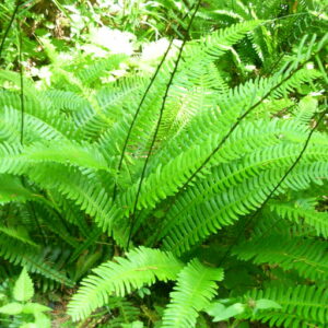 Blechnum spicant