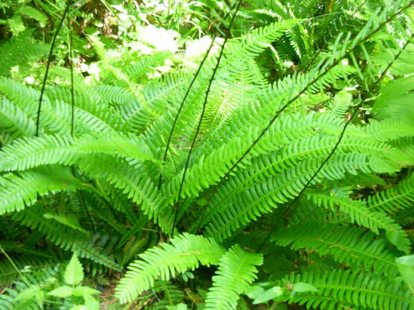 Blechnum spicant