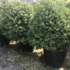 Buxus sempervirens / Box Shapes - 70L 100-110cm
