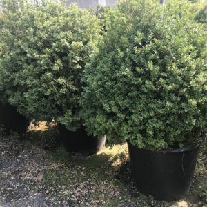 Buxus sempervirens / Box Shapes