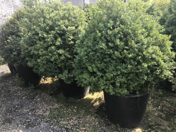 Buxus sempervirens / Box Shapes