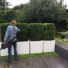 Buxus sempervirens / Box Cuboids - 12L 40x40x40