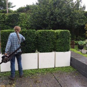 Buxus sempervirens / Box Cuboids
