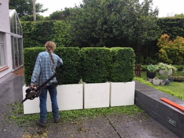 Buxus sempervirens / Box Cuboids