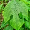 Broussonetia papyrifera - Image 2