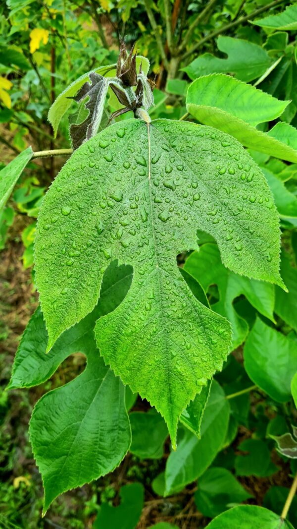 Broussonetia papyrifera - Image 2