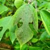 Broussonetia papyrifera - 200-250cm Specimen, Rootballed