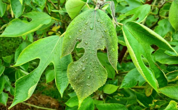 Broussonetia papyrifera