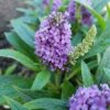 Buddleja davidii Blue Sarah - 7.5L