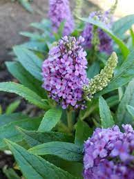 Buddleja davidii Blue Sarah