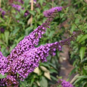 Buddleja davidii Pink Delight