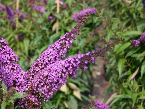 Buddleja davidii Pink Delight