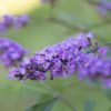 Buddleja Lilac Turtle - 15L low bowl