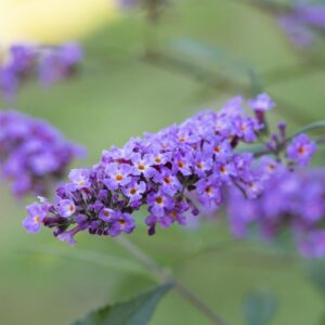 Buddleja Lilac Turtle