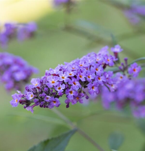 Buddleja Lilac Turtle