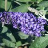 Buddleja Petite Blue Heaven - 5L