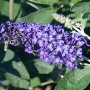 Buddleja Petite Blue Heaven