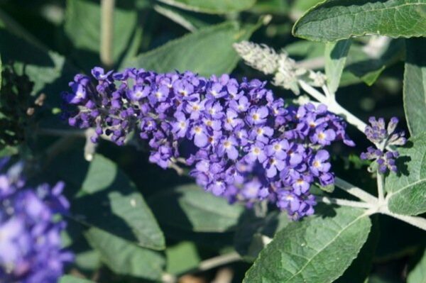 Buddleja Petite Blue Heaven