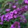 Buddleja Petite Dark Pink - 7.5L