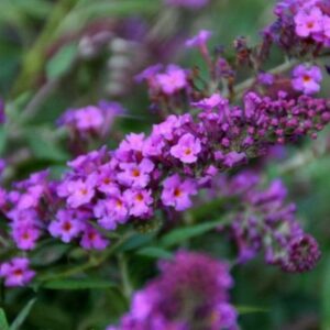 Buddleja Petite Dark Pink